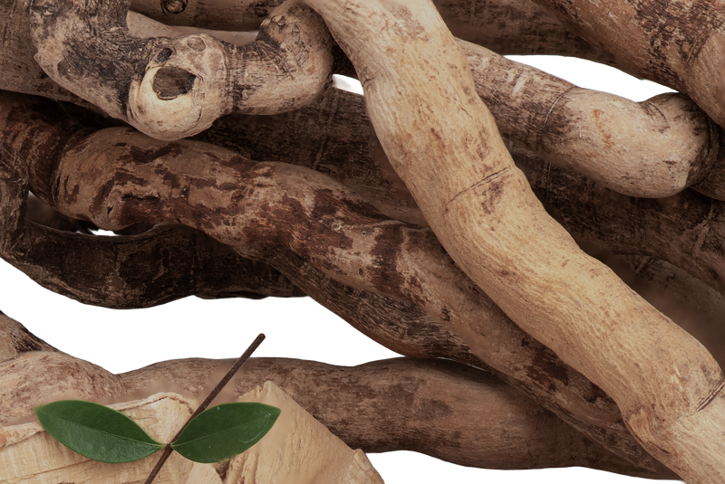 Tongkat Ali root macro close-up