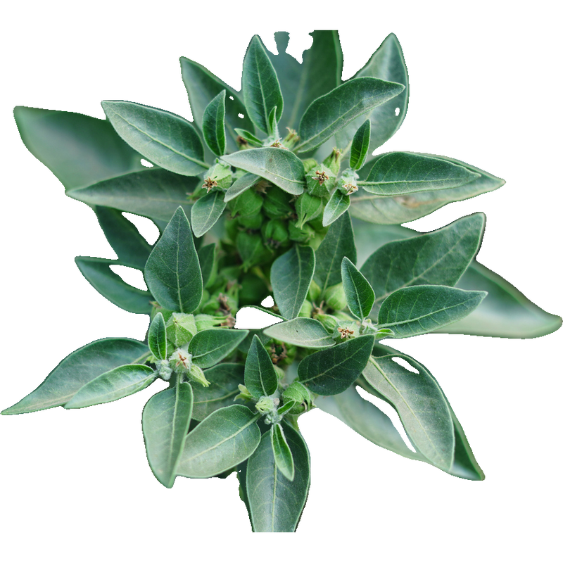 Ashwagandha plant